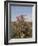 Desert Rose, Kenya, East Africa, Africa-Groenendijk Peter-Framed Photographic Print