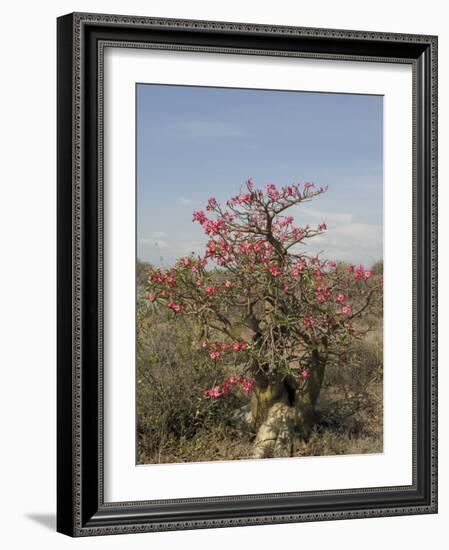 Desert Rose, Kenya, East Africa, Africa-Groenendijk Peter-Framed Photographic Print