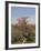 Desert Rose, Kenya, East Africa, Africa-Groenendijk Peter-Framed Photographic Print