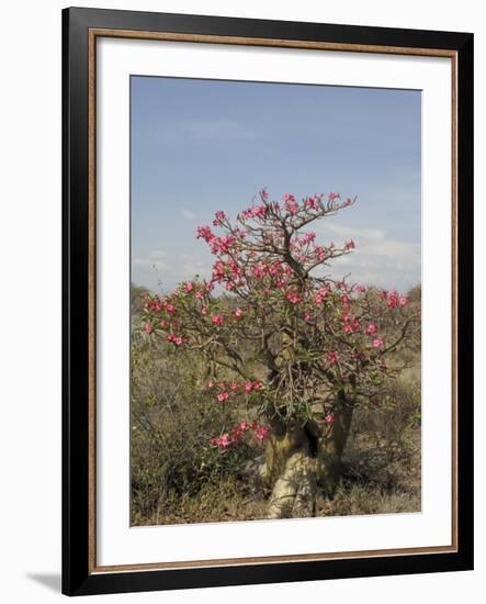 Desert Rose, Kenya, East Africa, Africa-Groenendijk Peter-Framed Photographic Print