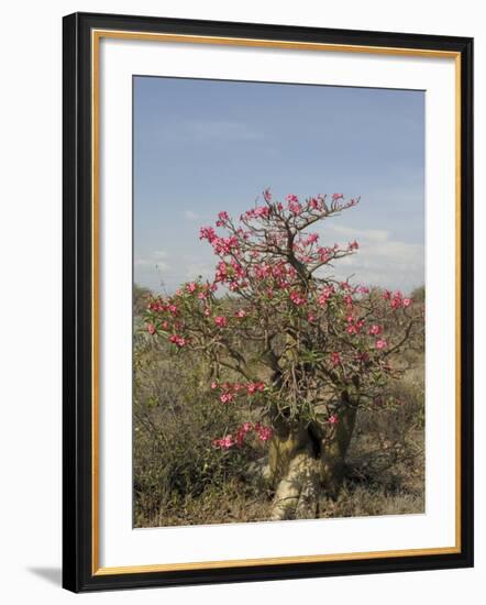 Desert Rose, Kenya, East Africa, Africa-Groenendijk Peter-Framed Photographic Print