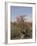 Desert Rose, Kenya, East Africa, Africa-Groenendijk Peter-Framed Photographic Print