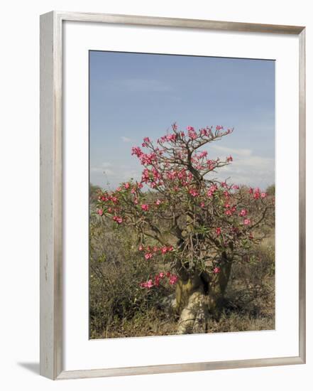 Desert Rose, Kenya, East Africa, Africa-Groenendijk Peter-Framed Photographic Print