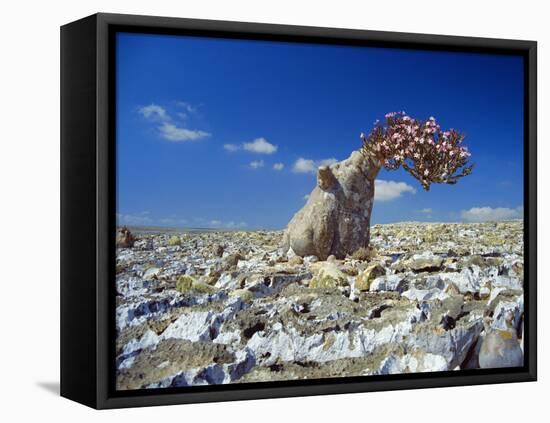 Desert Rose Tree-Diccon Alexander-Framed Premier Image Canvas