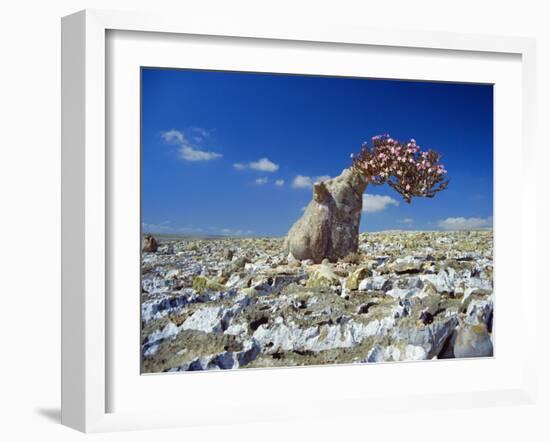 Desert Rose Tree-Diccon Alexander-Framed Photographic Print