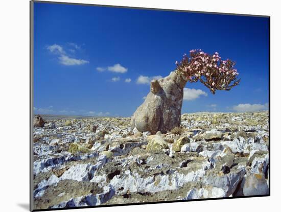 Desert Rose Tree-Diccon Alexander-Mounted Photographic Print