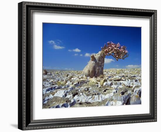 Desert Rose Tree-Diccon Alexander-Framed Photographic Print