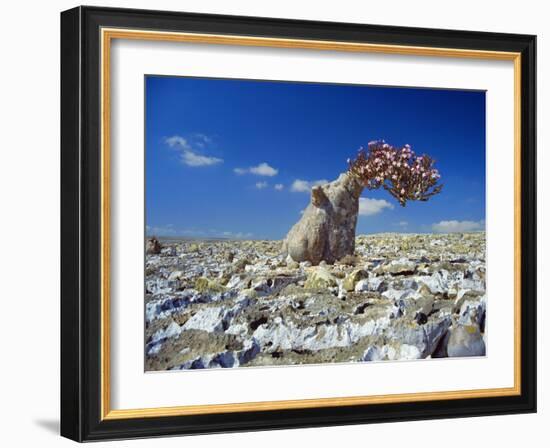 Desert Rose Tree-Diccon Alexander-Framed Photographic Print