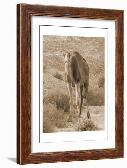 Desert Runner 2-Sheldon Lewis-Framed Art Print