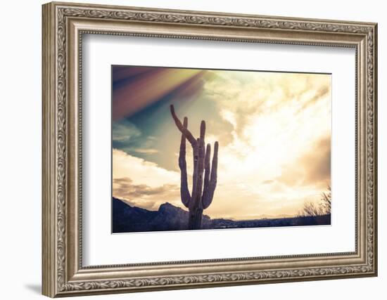 Desert Scene in Arizona as Sen Set - Saguaro Cactus Tree in Foreground-BCFC-Framed Photographic Print