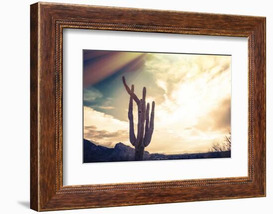 Desert Scene in Arizona as Sen Set - Saguaro Cactus Tree in Foreground-BCFC-Framed Photographic Print