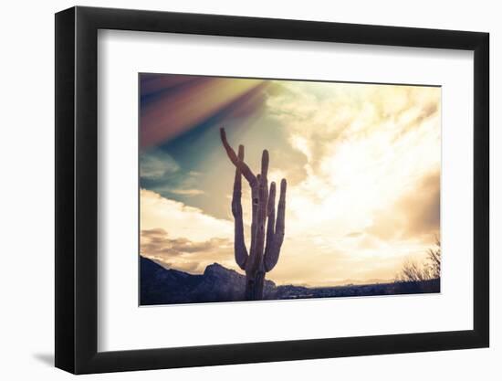 Desert Scene in Arizona as Sen Set - Saguaro Cactus Tree in Foreground-BCFC-Framed Photographic Print