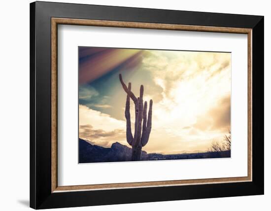 Desert Scene in Arizona as Sen Set - Saguaro Cactus Tree in Foreground-BCFC-Framed Photographic Print