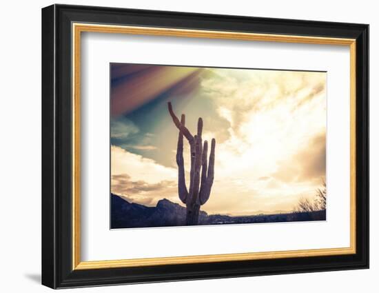 Desert Scene in Arizona as Sen Set - Saguaro Cactus Tree in Foreground-BCFC-Framed Photographic Print