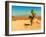 Desert Scene with Cactus Plant-Salvatore Elia-Framed Photographic Print