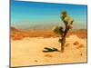 Desert Scene with Cactus Plant-Salvatore Elia-Mounted Photographic Print