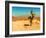 Desert Scene with Cactus Plant-Salvatore Elia-Framed Photographic Print