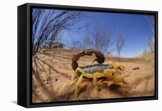 Desert Scorpion (Parabuthus Villosus) Namib Desert, Namibia-Solvin Zankl-Framed Premier Image Canvas