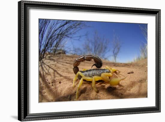 Desert Scorpion (Parabuthus Villosus) Namib Desert, Namibia-Solvin Zankl-Framed Photographic Print