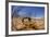 Desert Scorpion (Parabuthus Villosus) Namib Desert, Namibia-Solvin Zankl-Framed Photographic Print