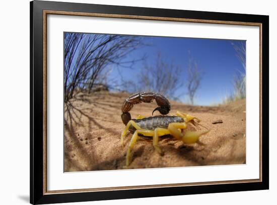 Desert Scorpion (Parabuthus Villosus) Namib Desert, Namibia-Solvin Zankl-Framed Photographic Print