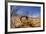 Desert Scorpion (Parabuthus Villosus) Namib Desert, Namibia-Solvin Zankl-Framed Photographic Print