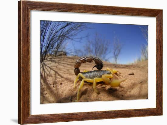 Desert Scorpion (Parabuthus Villosus) Namib Desert, Namibia-Solvin Zankl-Framed Photographic Print