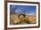 Desert Scorpion (Parabuthus Villosus) Namib Desert, Namibia-Solvin Zankl-Framed Photographic Print