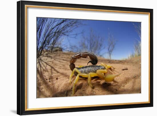 Desert Scorpion (Parabuthus Villosus) Namib Desert, Namibia-Solvin Zankl-Framed Photographic Print