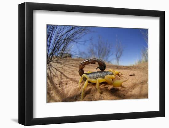 Desert Scorpion (Parabuthus Villosus) Namib Desert, Namibia-Solvin Zankl-Framed Photographic Print