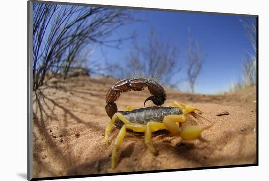 Desert Scorpion (Parabuthus Villosus) Namib Desert, Namibia-Solvin Zankl-Mounted Photographic Print