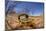 Desert Scorpion (Parabuthus Villosus) Namib Desert, Namibia-Solvin Zankl-Mounted Photographic Print