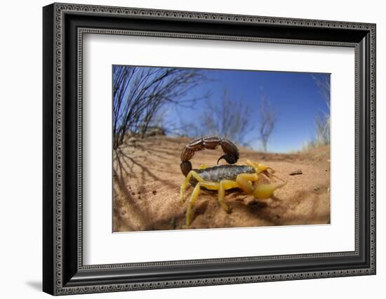 Desert Scorpion (Parabuthus Villosus) Namib Desert, Namibia-Solvin Zankl-Framed Photographic Print