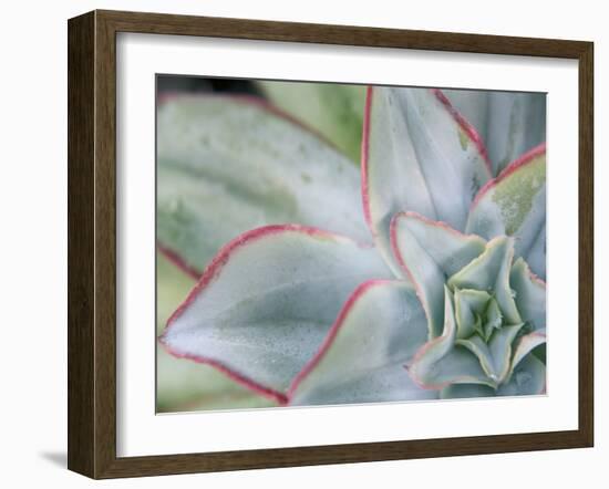 Desert Star I-Jason Johnson-Framed Photographic Print