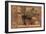 Desert Still Life-Albena Hristova-Framed Art Print