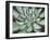 Desert Succulent-Filippo Ioco-Framed Art Print