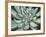 Desert Succulent-Filippo Ioco-Framed Art Print