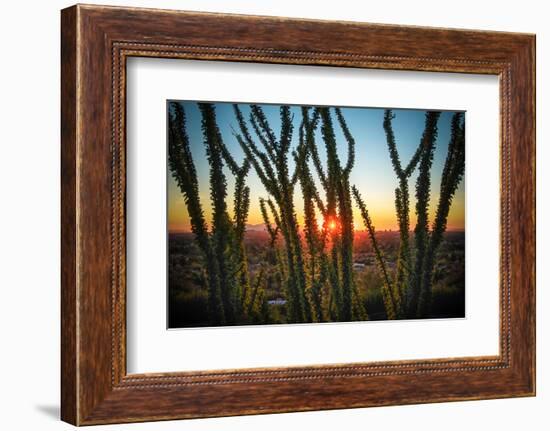 Desert Sunset through Cactus Tree over Phoenix,Az-BCFC-Framed Photographic Print