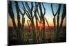 Desert Sunset through Cactus Tree over Phoenix,Az-BCFC-Mounted Photographic Print