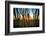 Desert Sunset through Cactus Tree over Phoenix,Az-BCFC-Framed Photographic Print