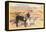 Desert Sweethearts, Nuzzling Burros-null-Framed Stretched Canvas