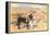 Desert Sweethearts, Nuzzling Burros-null-Framed Stretched Canvas