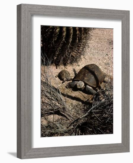 Desert Tortoise and Youngster in the Sonoran Desert-Andreas Feininger-Framed Photographic Print