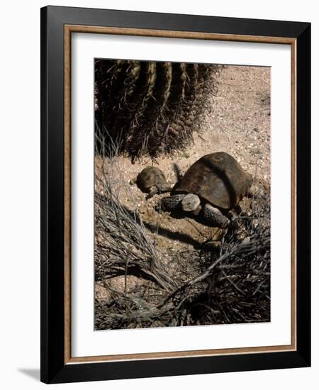 Desert Tortoise and Youngster in the Sonoran Desert-Andreas Feininger-Framed Photographic Print