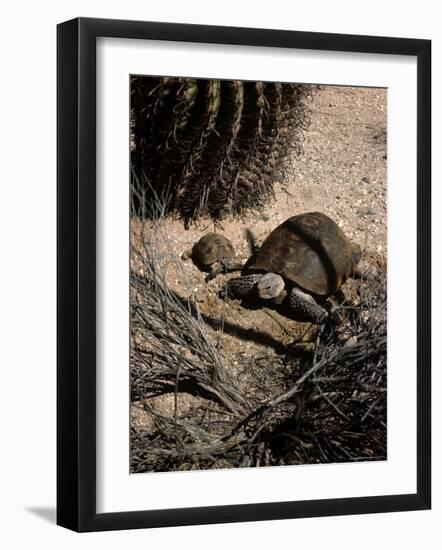 Desert Tortoise and Youngster in the Sonoran Desert-Andreas Feininger-Framed Photographic Print