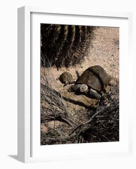 Desert Tortoise and Youngster in the Sonoran Desert-Andreas Feininger-Framed Photographic Print