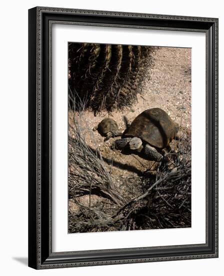 Desert Tortoise and Youngster in the Sonoran Desert-Andreas Feininger-Framed Photographic Print
