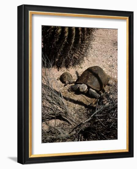 Desert Tortoise and Youngster in the Sonoran Desert-Andreas Feininger-Framed Photographic Print