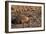 Desert Tortoise (Wild), Saguaro National Park-Steve Gadomski-Framed Photographic Print