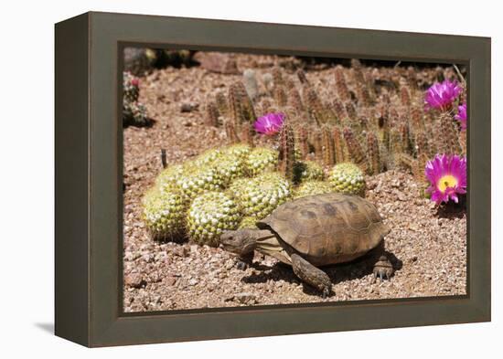 Desert Tortoise-null-Framed Premier Image Canvas